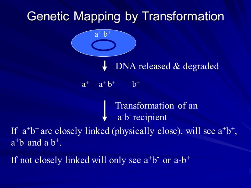 Genetic Mapping by Transformation a+ b+ b+ a+ Transformation of an  a-b- recipient